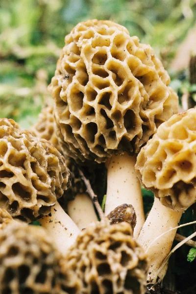 Morilles 007.jpg