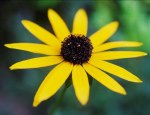 Rudbeckia.jpg